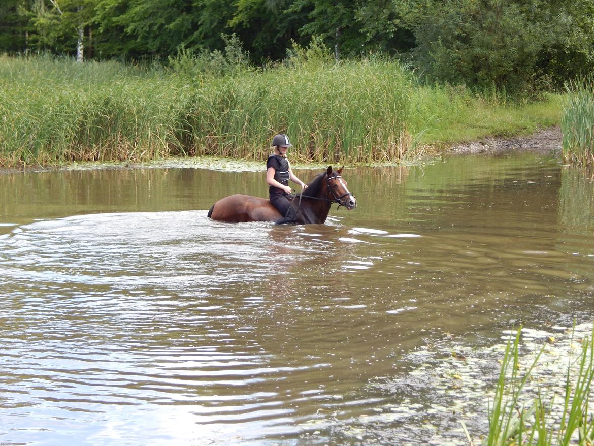 Tysk Sportspony Dorina billede 8