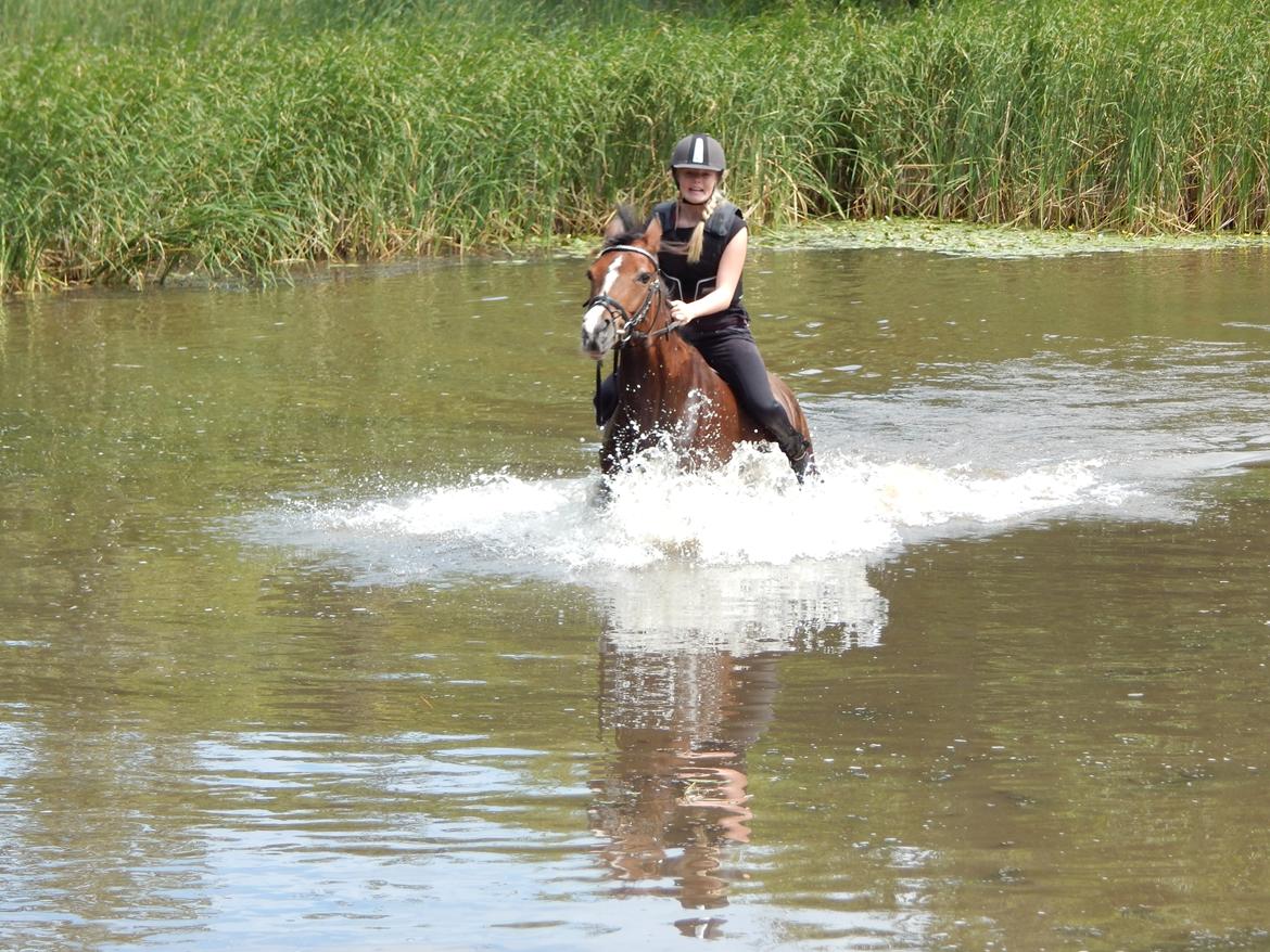 Tysk Sportspony Dorina billede 20