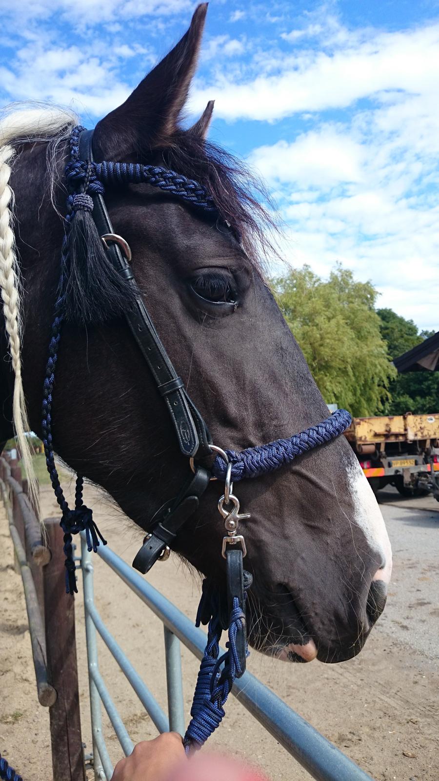 Tobiano Friesian Skovbjerggaard's Ginger billede 4