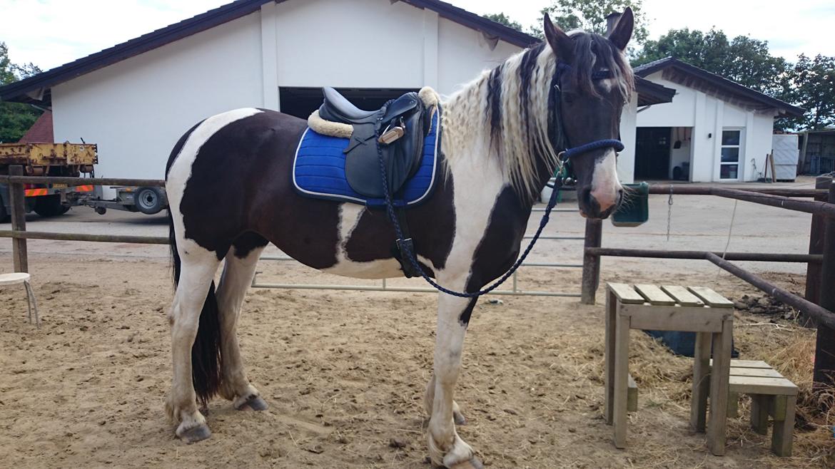 Tobiano Friesian Skovbjerggaard's Ginger billede 5