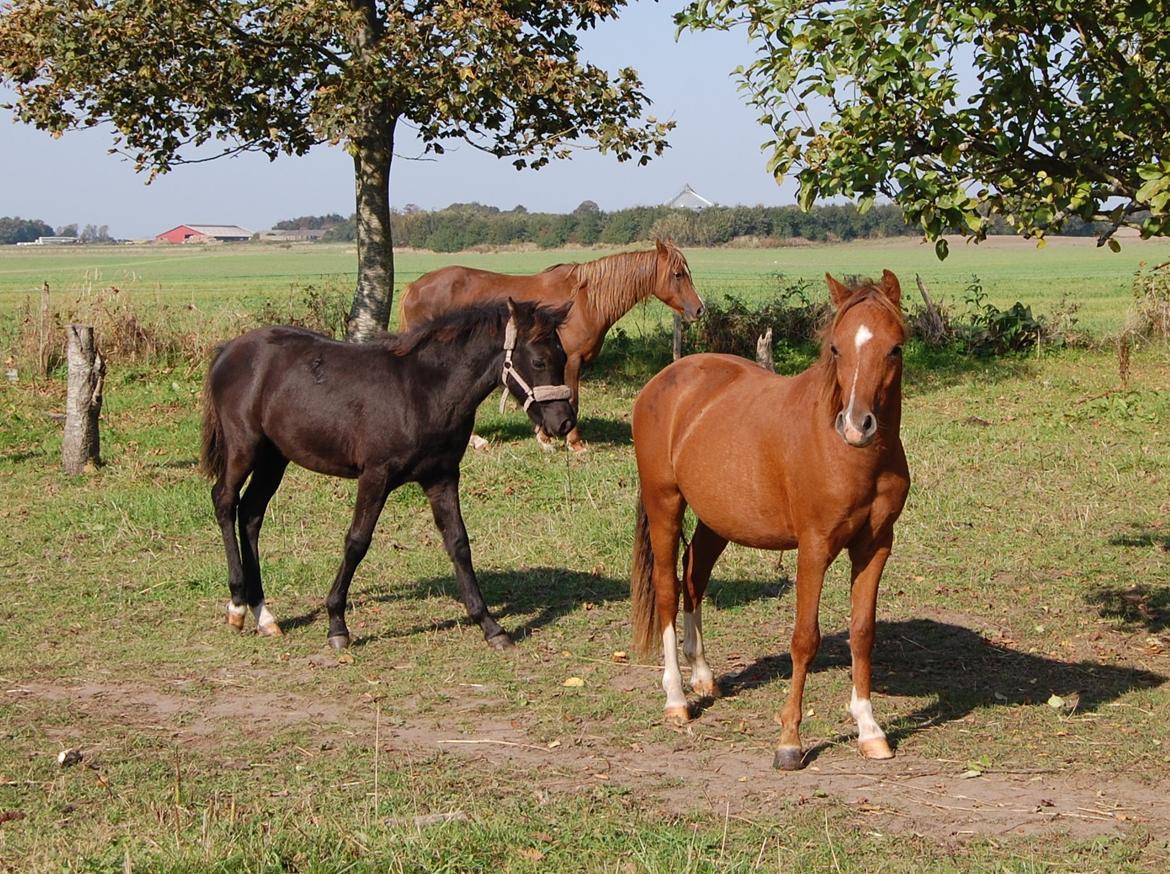 Welsh Pony (sec B) ChaTho´s Zippo - 19 September billede 2