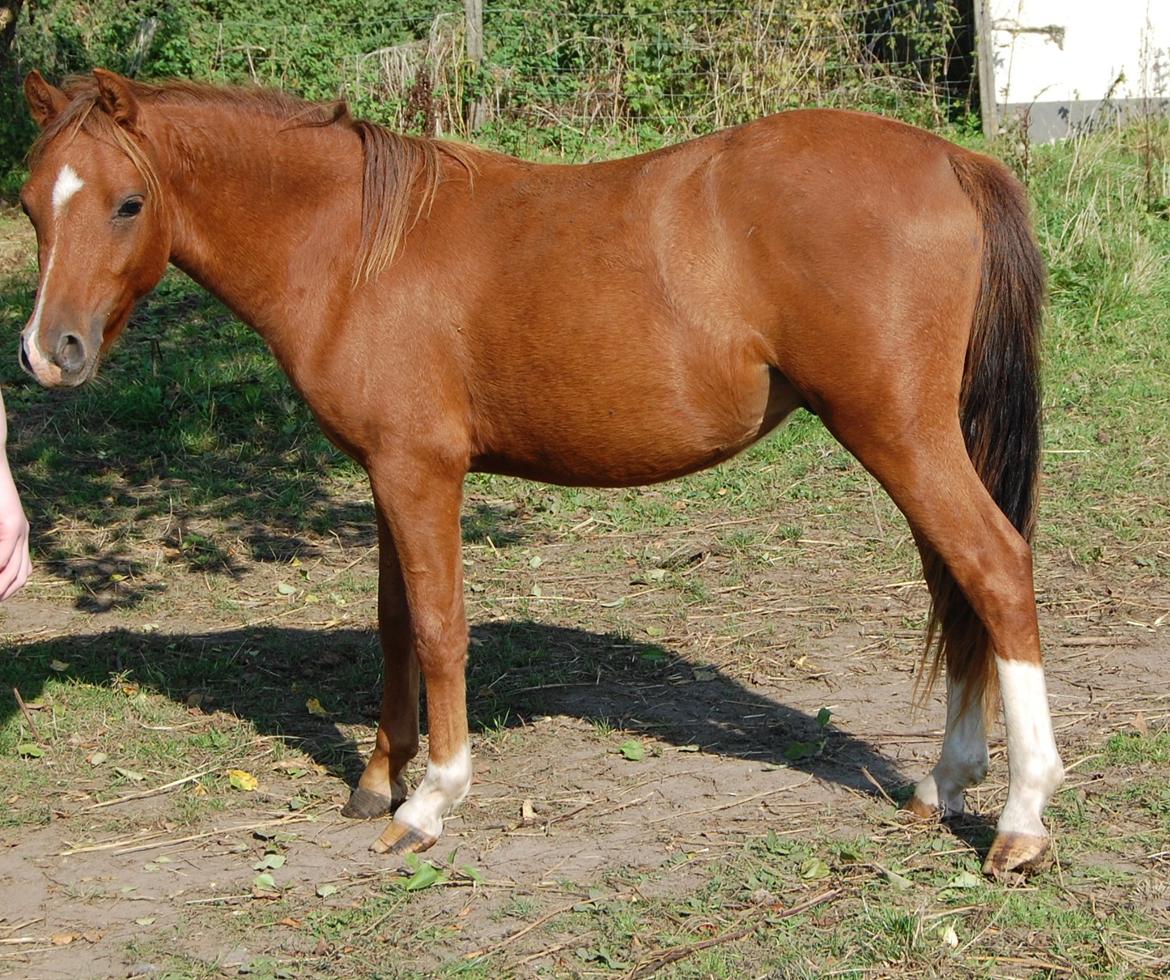 Welsh Pony (sec B) ChaTho´s Zippo - 19 September billede 1