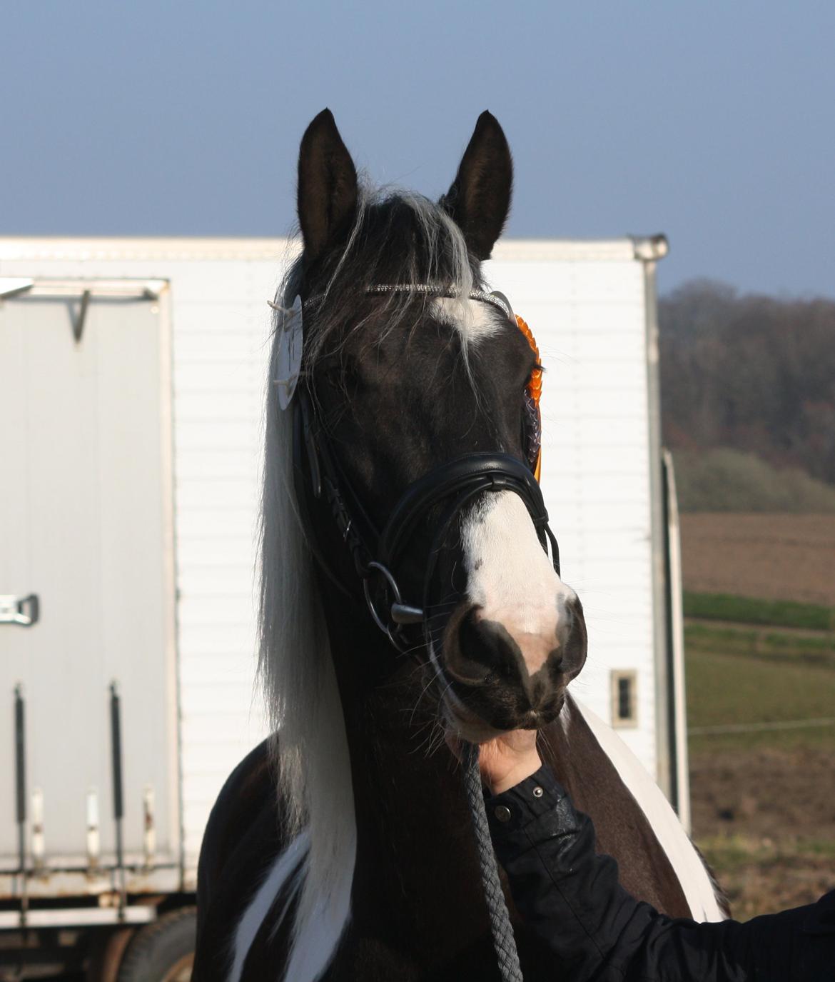 Tobiano Friesian Skovbjerggaard's Ginger billede 6