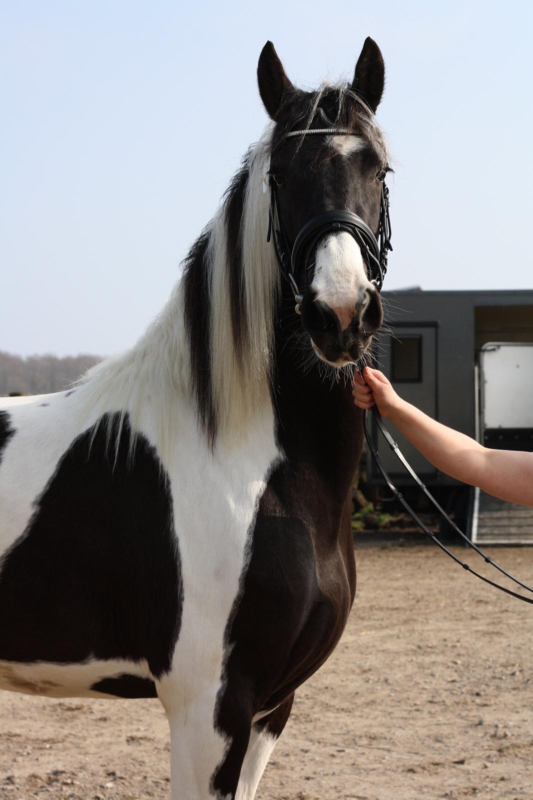 Tobiano Friesian Skovbjerggaard's Ginger billede 1