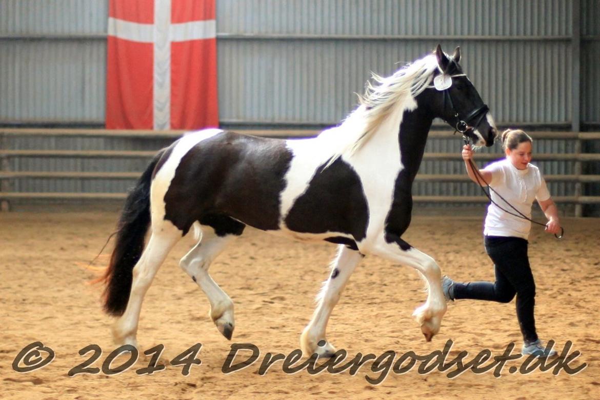 Tobiano Friesian Skovbjerggaard's Ginger billede 8