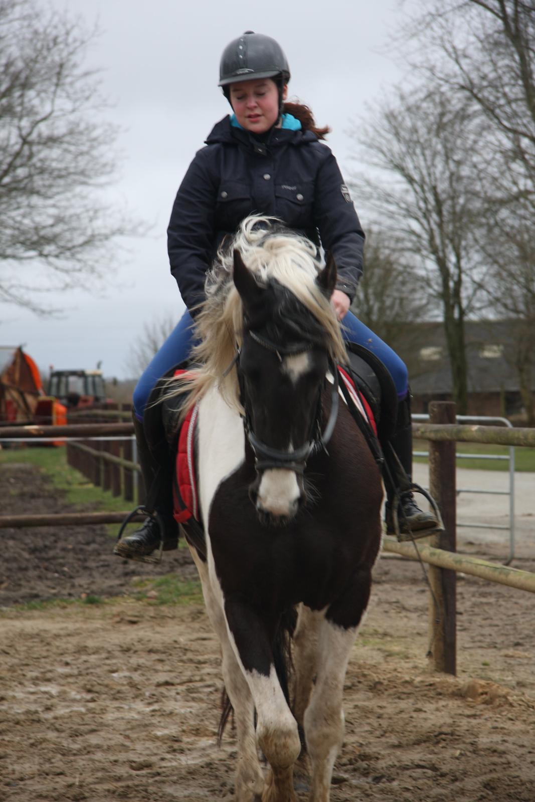 Tobiano Friesian Skovbjerggaard's Ginger billede 9