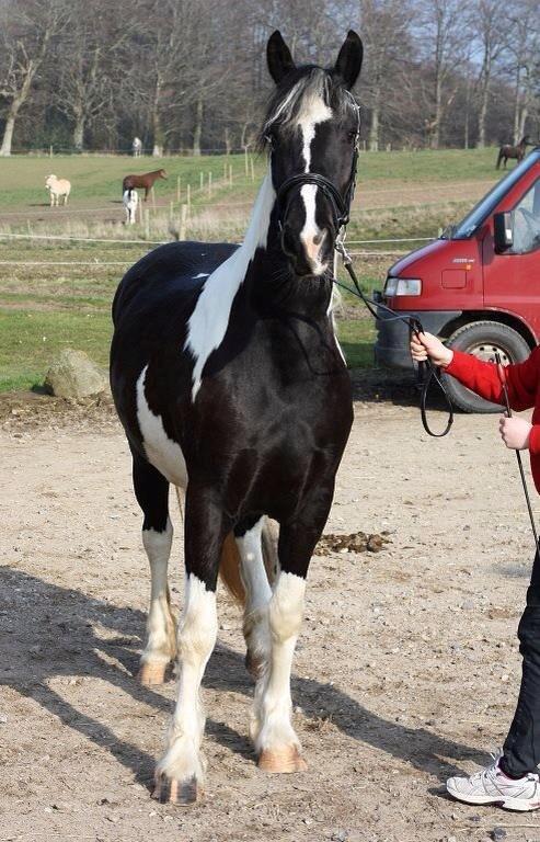 Tobiano Friesian Skovbjerggaard's Kiwi billede 2