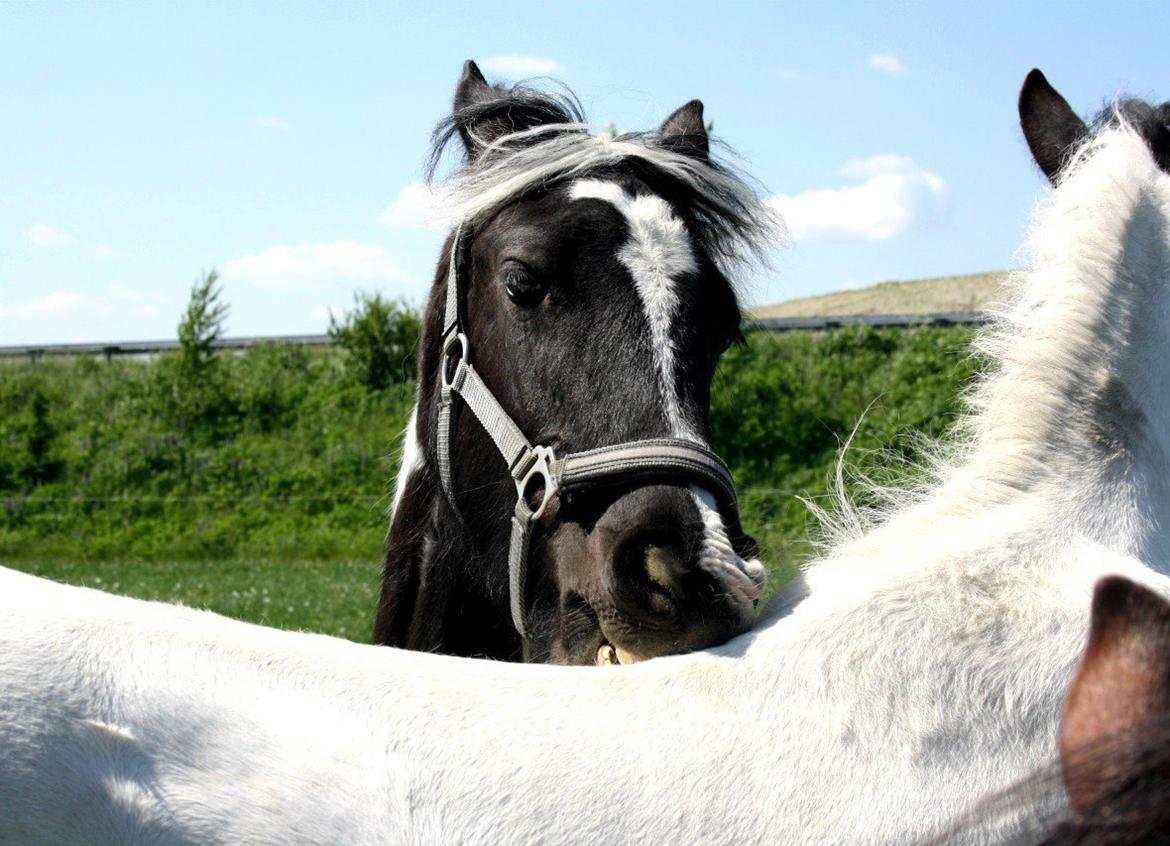 Tobiano Friesian Skovbjerggaard's Kiwi billede 4