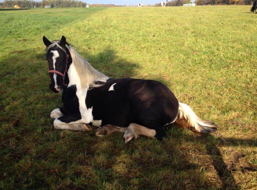 Tobiano Friesian Skovbjerggaard's Kiwi billede 5