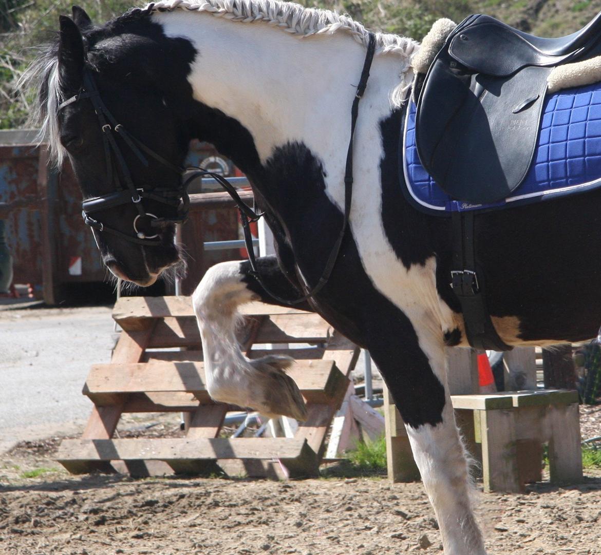 Tobiano Friesian Skovbjerggaard's Kiwi billede 6