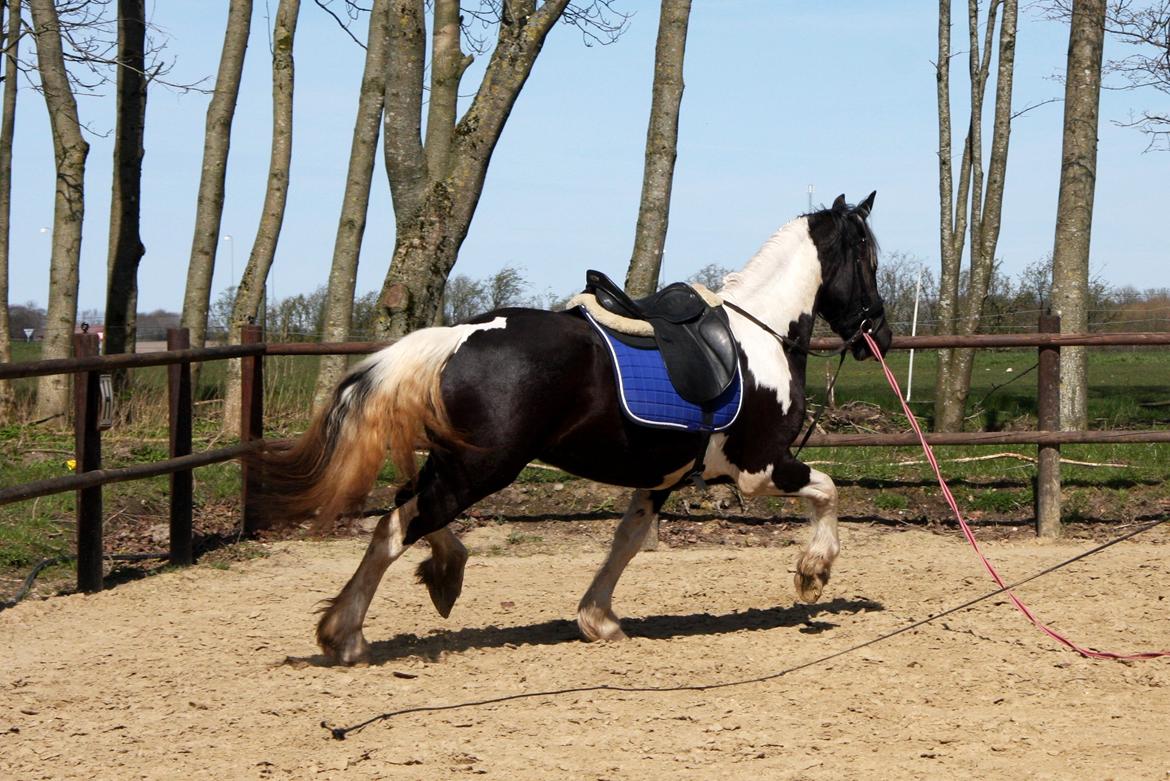 Tobiano Friesian Skovbjerggaard's Kiwi billede 8