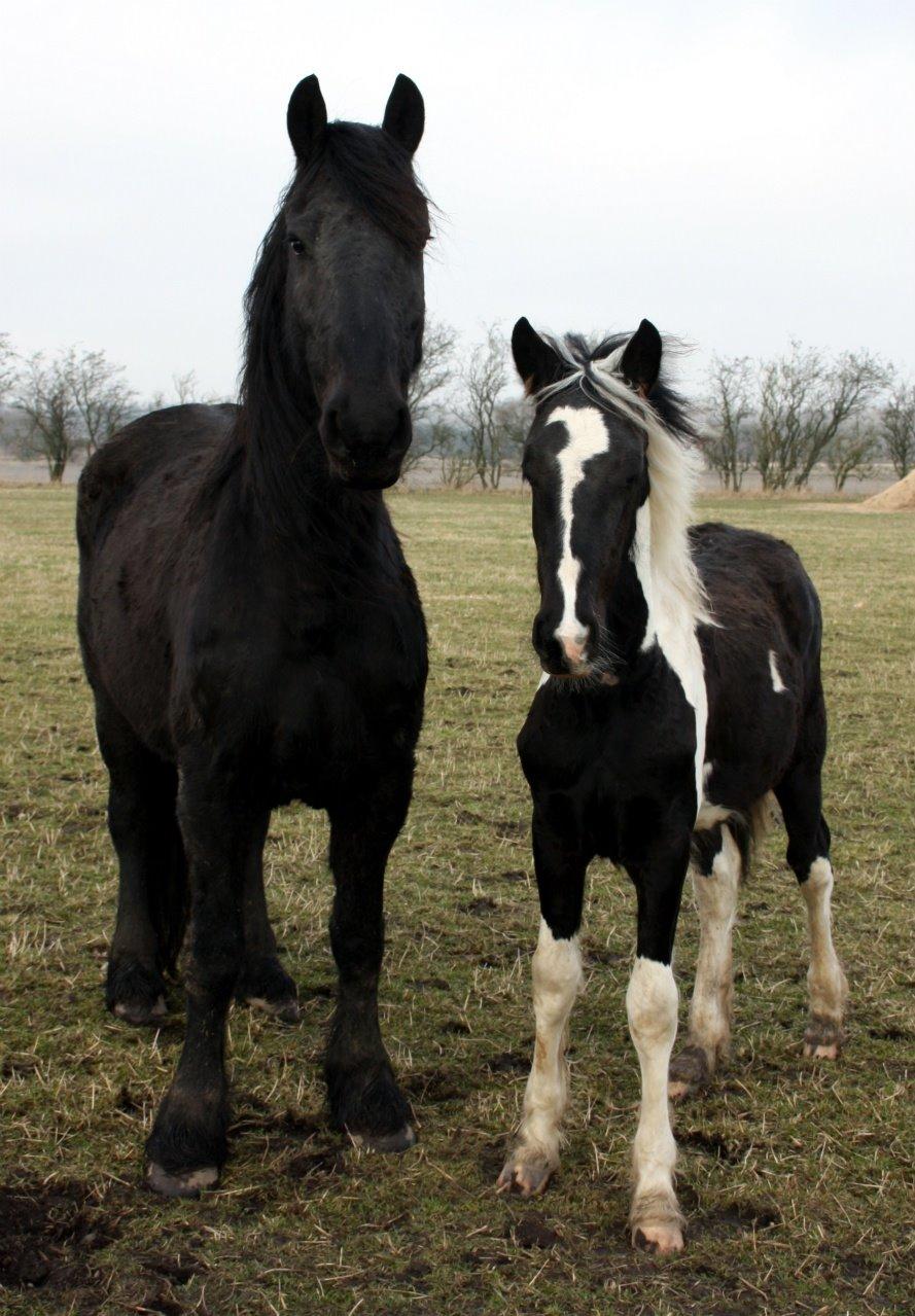 Tobiano Friesian Skovbjerggaard's Kiwi billede 9