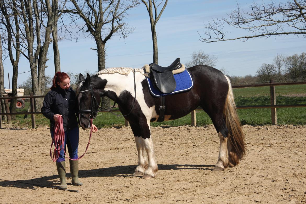 Tobiano Friesian Skovbjerggaard's Kiwi billede 10