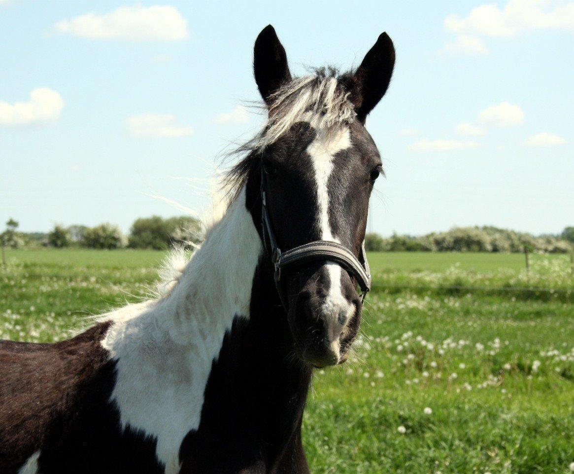 Tobiano Friesian Skovbjerggaard's Kiwi billede 3