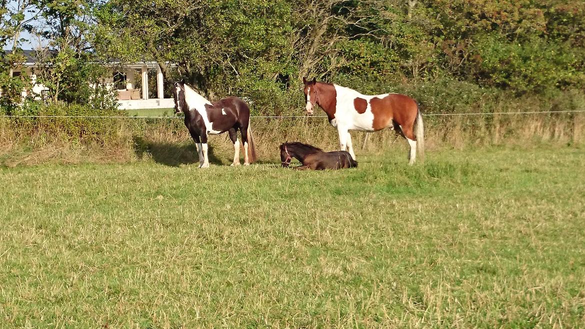 Tobiano Friesian Skovbjerggaard's Kiwi billede 13