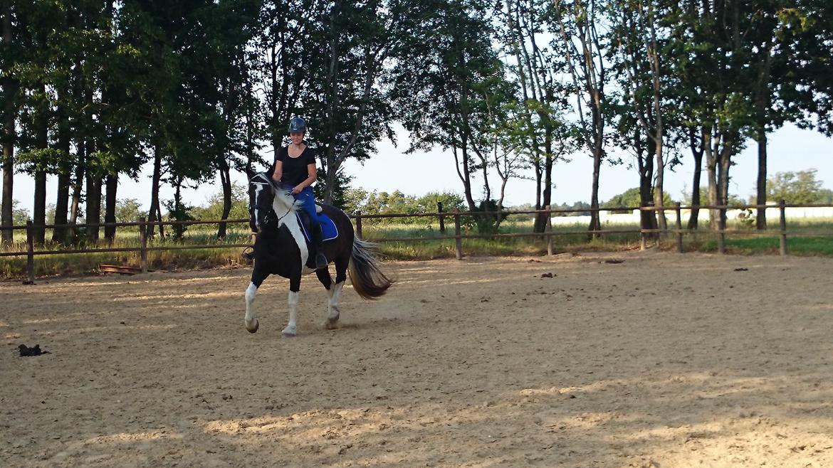 Tobiano Friesian Skovbjerggaard's Kiwi billede 11