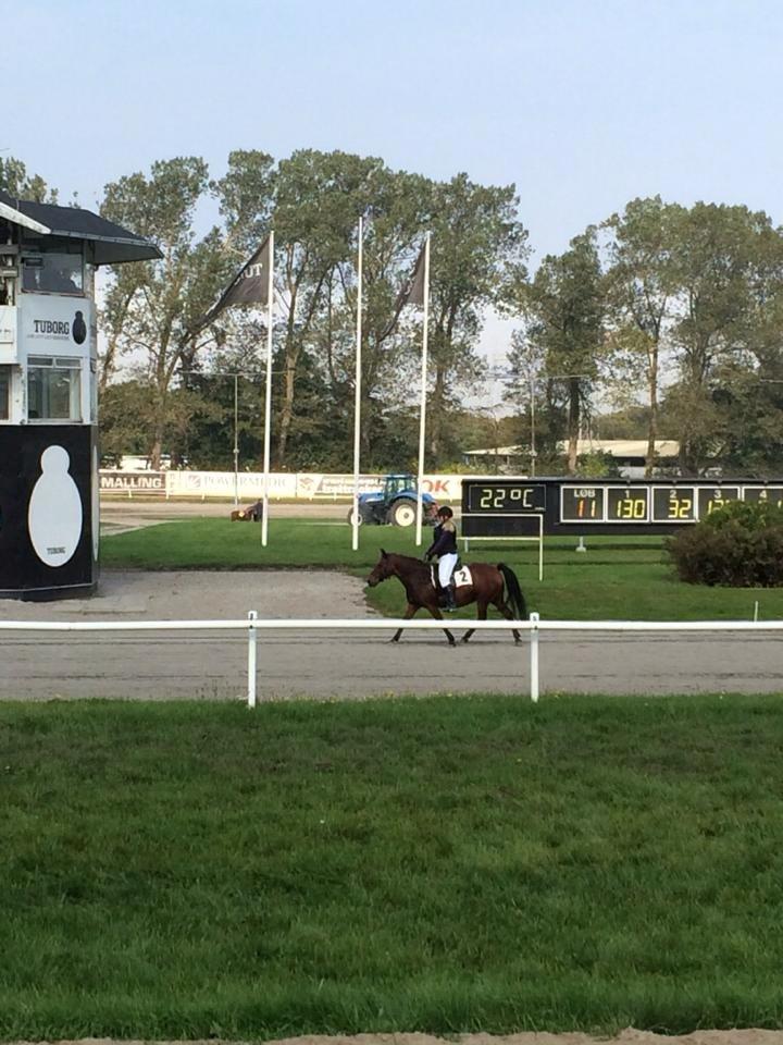 New Forest Cayenne  - Bestået prøveløb - nu med licens <3 billede 2