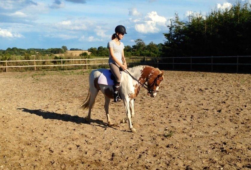 Pinto Diva Pigen - dressur billede 1