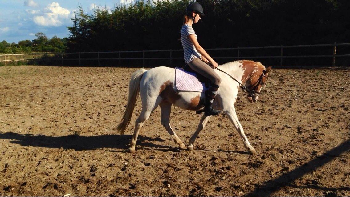 Pinto Diva Pigen - dressur billede 3