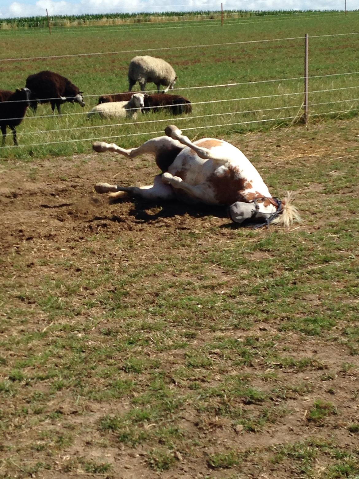 Pinto Diva Pigen - rulletur efter et bad billede 7