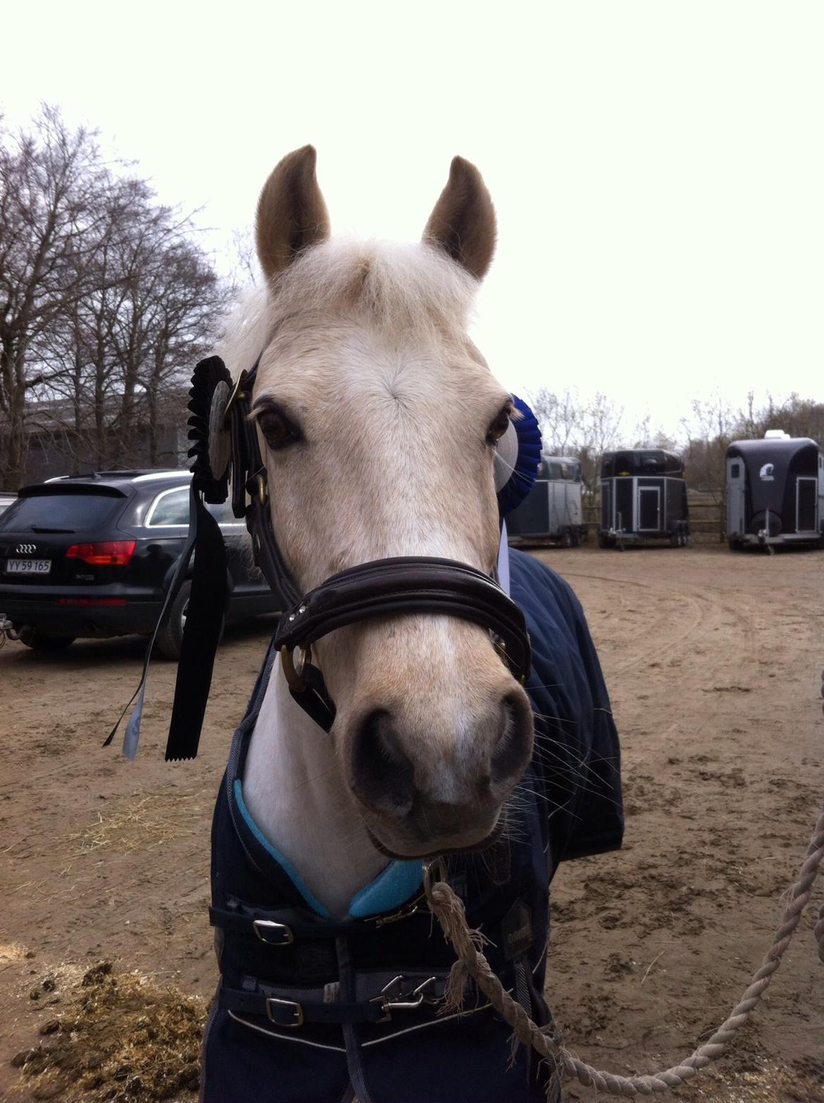 Palomino Blondie - Miin stjerne pony billede 15
