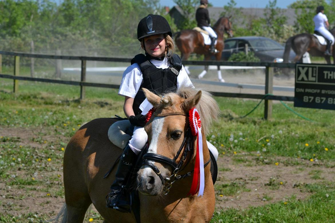 Palomino Kosmo - Vinder af Thorsø cup  billede 9