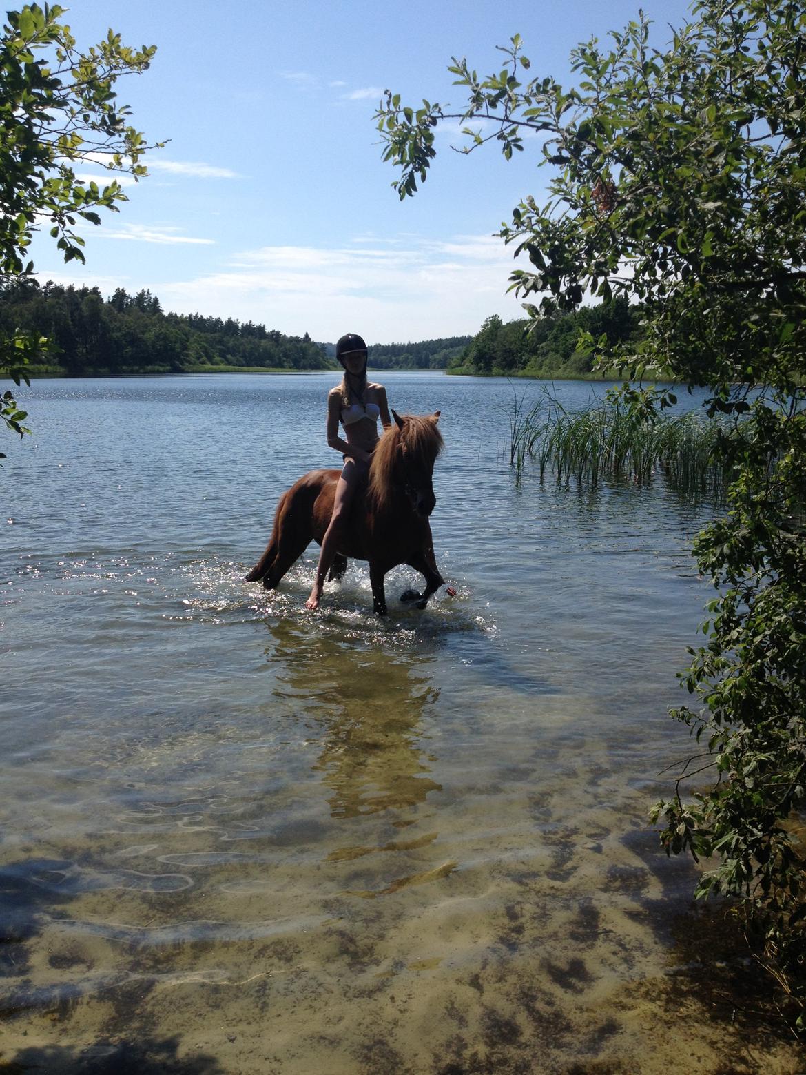 Islænder Framtið vinkærgård - Dejlig varm sommerdag<3 billede 8