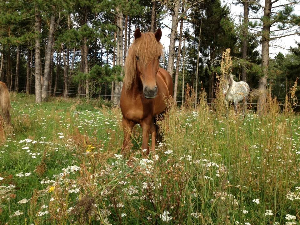 Islænder Framtið vinkærgård - I det høje græs xD billede 1