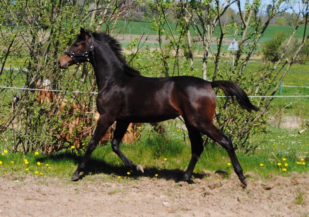 Dansk Varmblod Sumika Søttrupgård billede 3