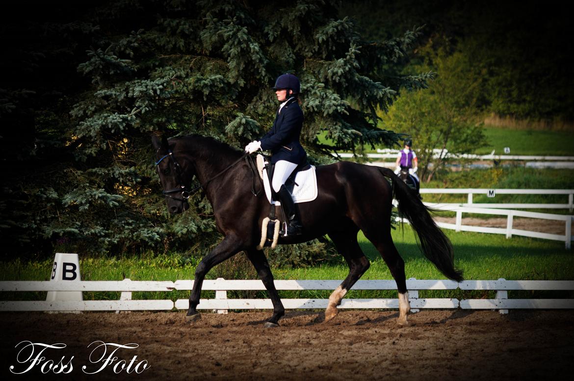 Oldenborg Safian's Con'nero billede 11