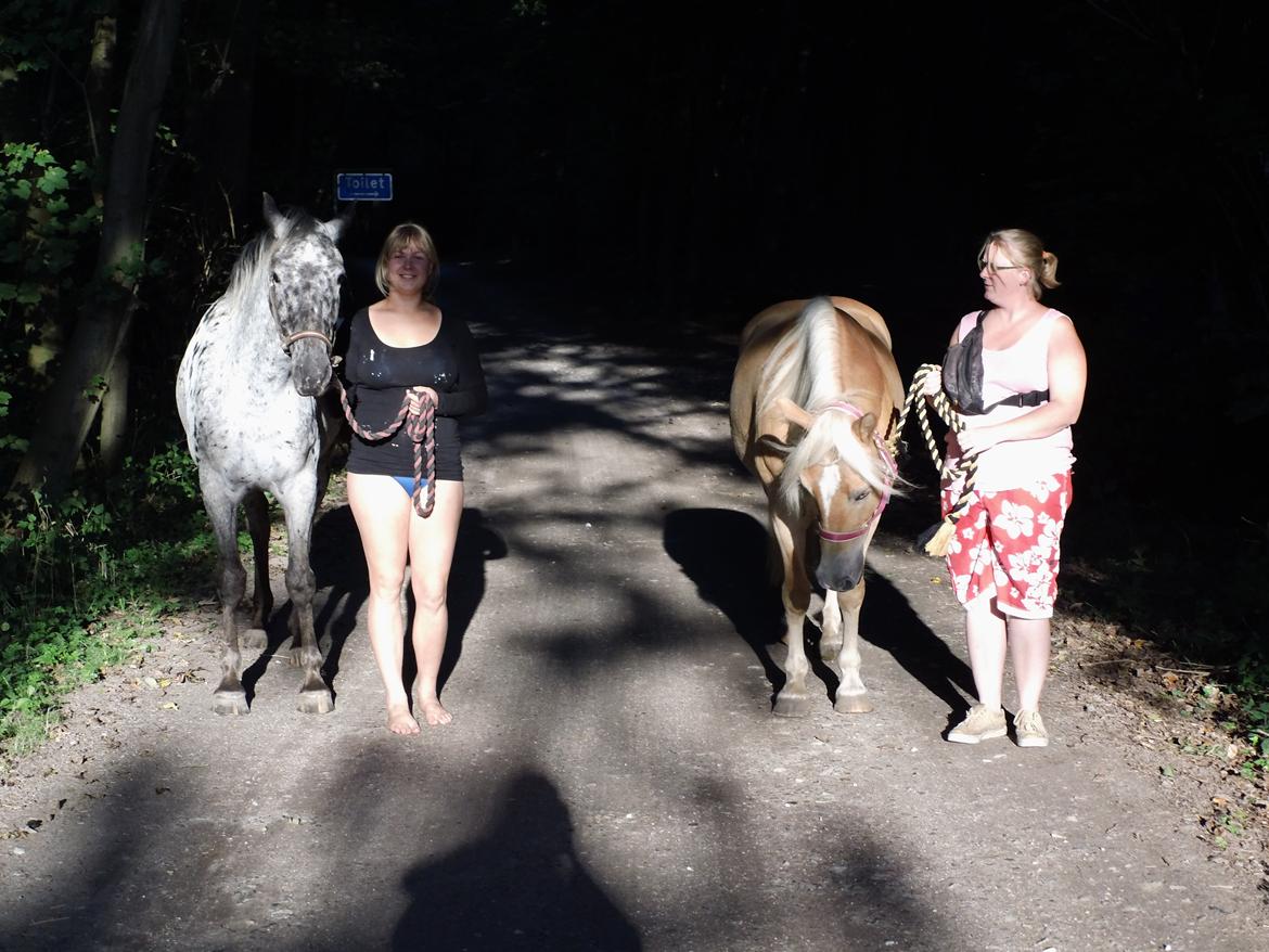 Tyroler Haflinger Rowina - d.19/9-14 ved Damsbo strand billede 23