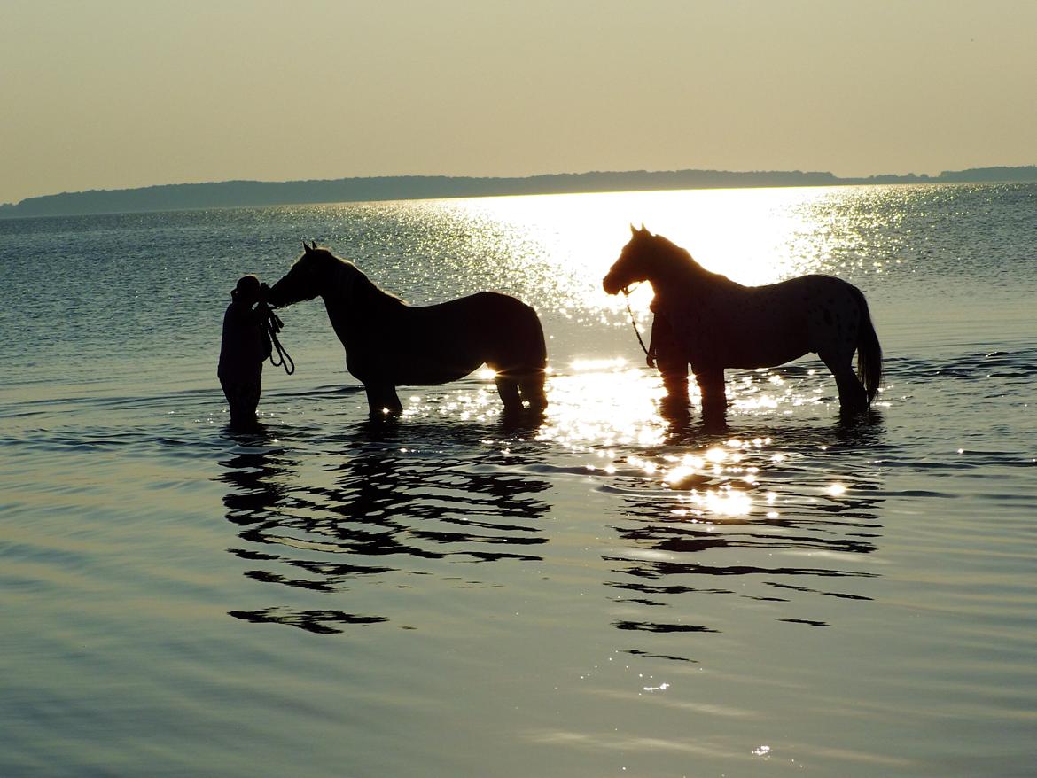 Tyroler Haflinger Rowina - d.19/9-14 ved Damsbo strand billede 24