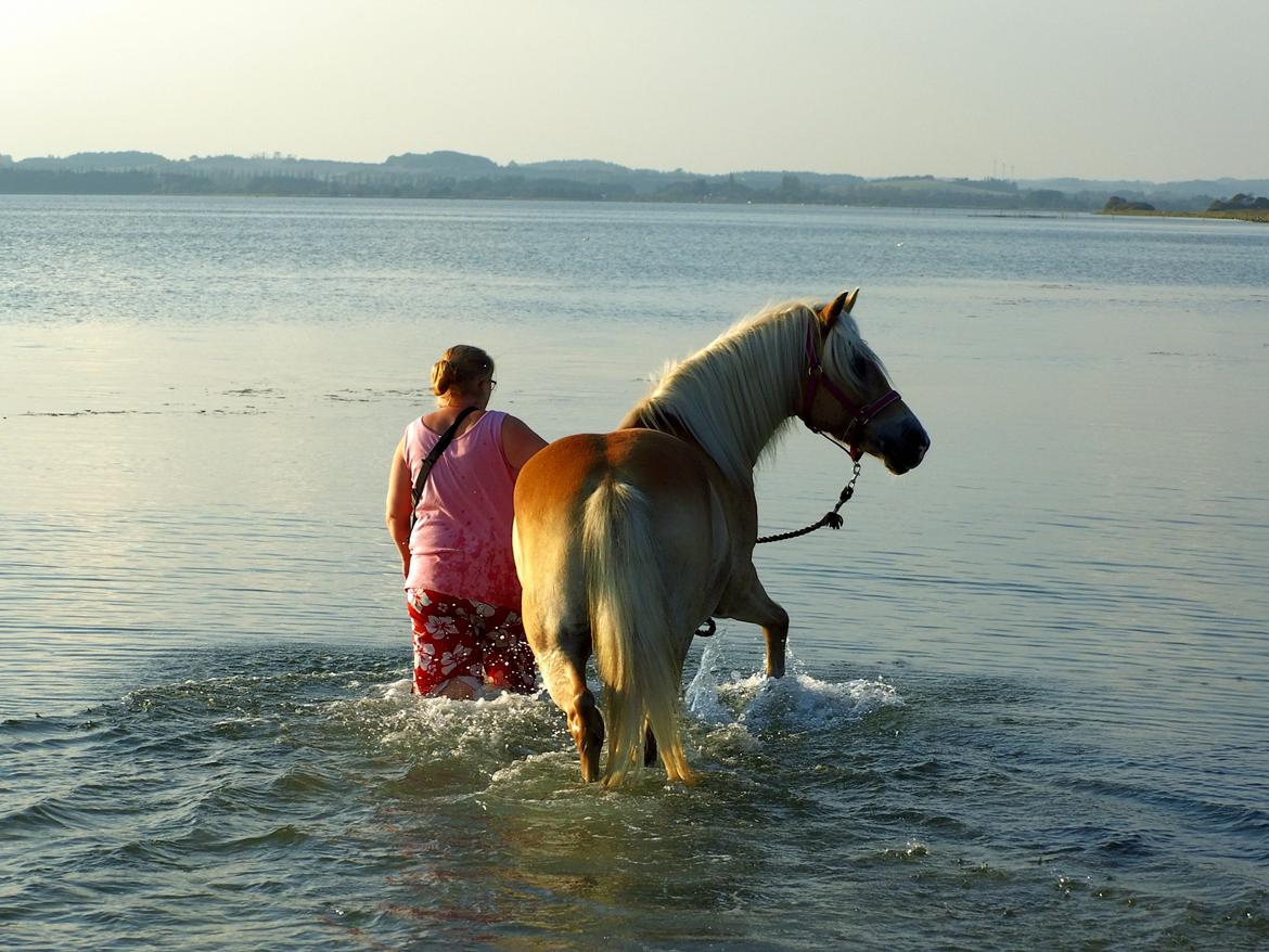 Tyroler Haflinger Rowina - d.19/9-14 ved Damsbo strand billede 27