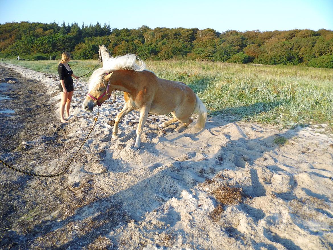 Tyroler Haflinger Rowina - d.19/9-14 ved Damsbo strand billede 32