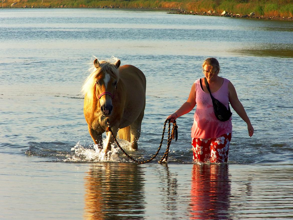 Tyroler Haflinger Rowina - d.19/9-14 ved Damsbo strand billede 29