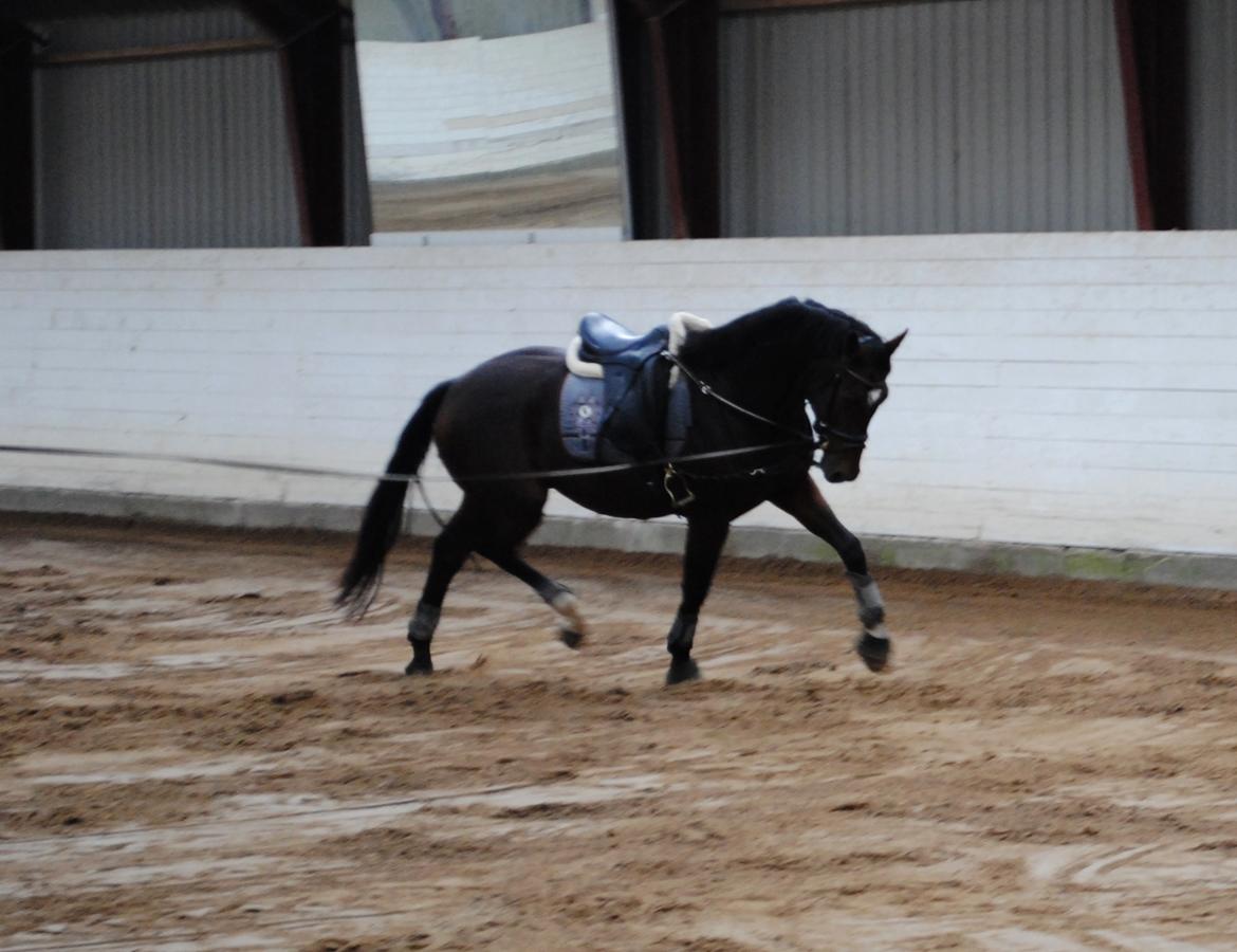 Dansk Varmblod Gørklintgårds Sirano billede 19