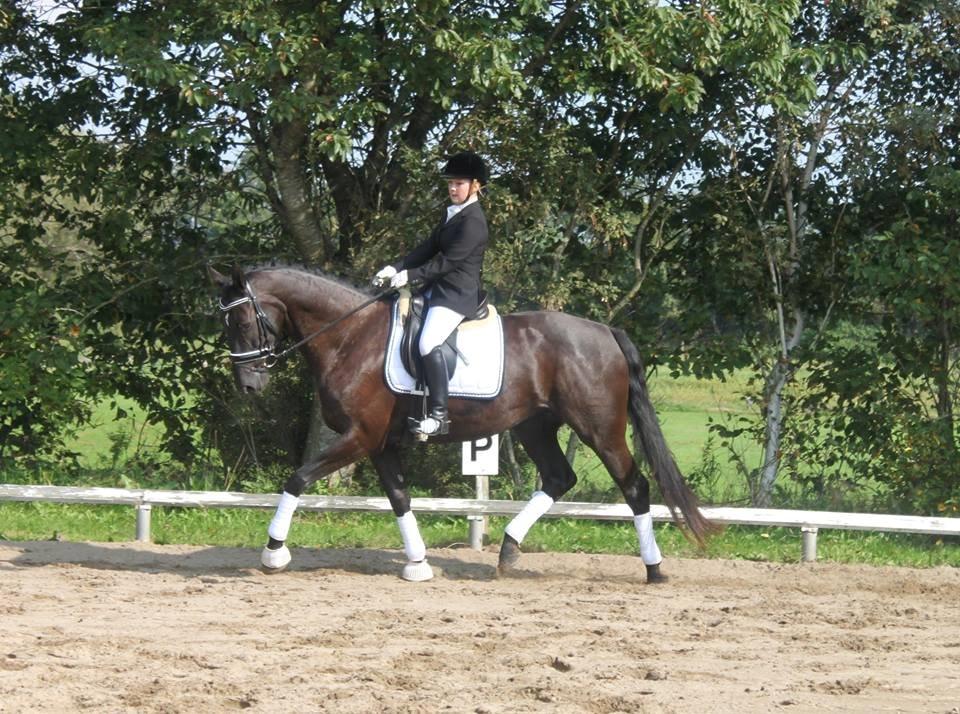 Dansk Varmblod Bøgebo's Laica billede 15