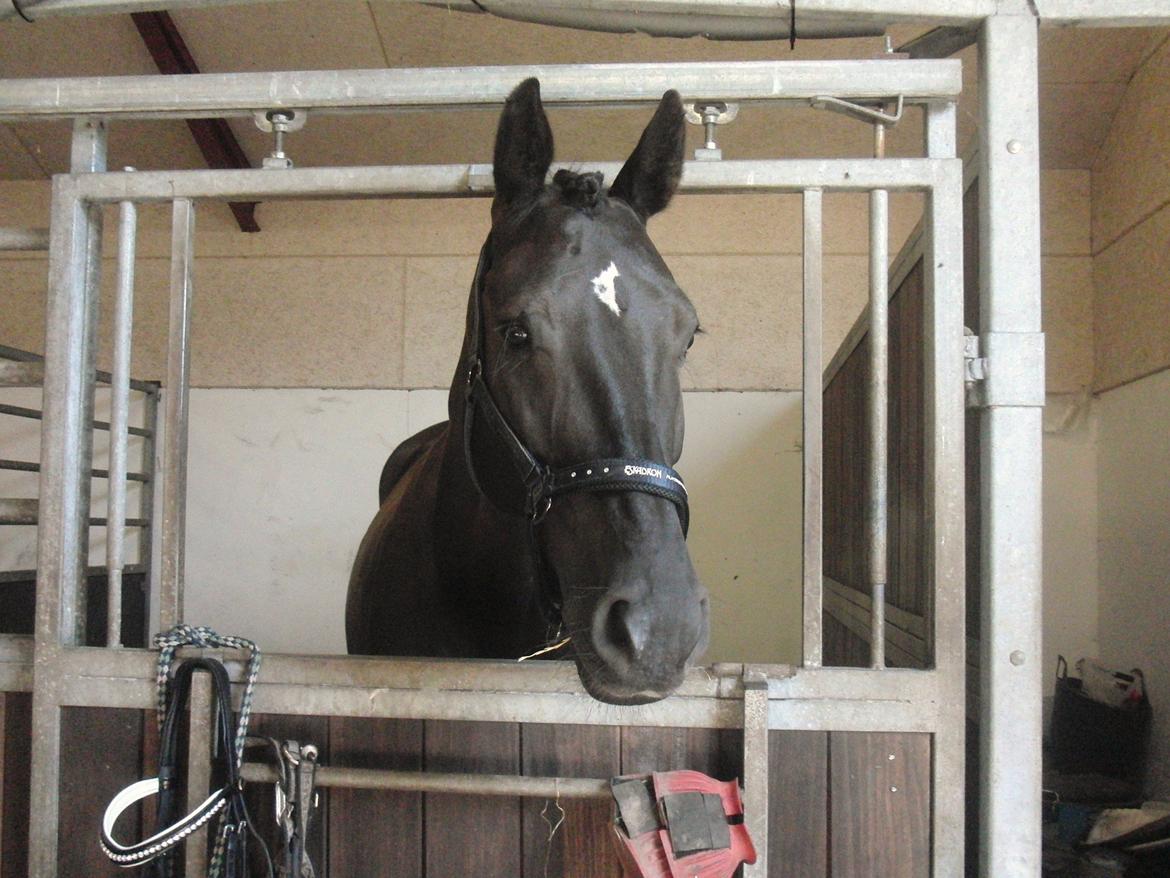 Dansk Varmblod Bøgebo's Laica - Tak fordi du kiggede med! billede 20