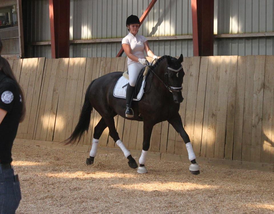 Dansk Varmblod Bøgebo's Laica billede 16