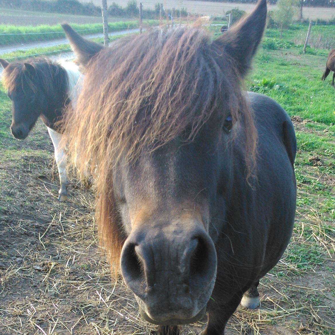 Shetlænder Birchmoor Samona - Årh basse<3 billede 6