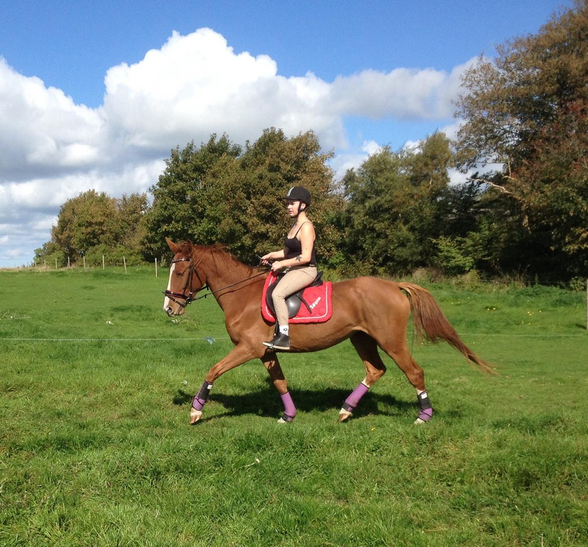 Svensk Varmblod Smorup's Sunshine billede 35