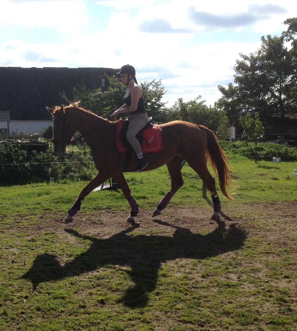 Svensk Varmblod Smorup's Sunshine billede 36