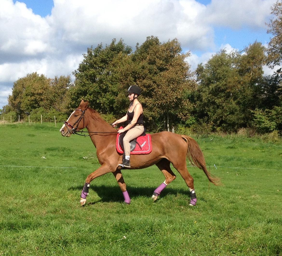 Svensk Varmblod Smorup's Sunshine billede 37