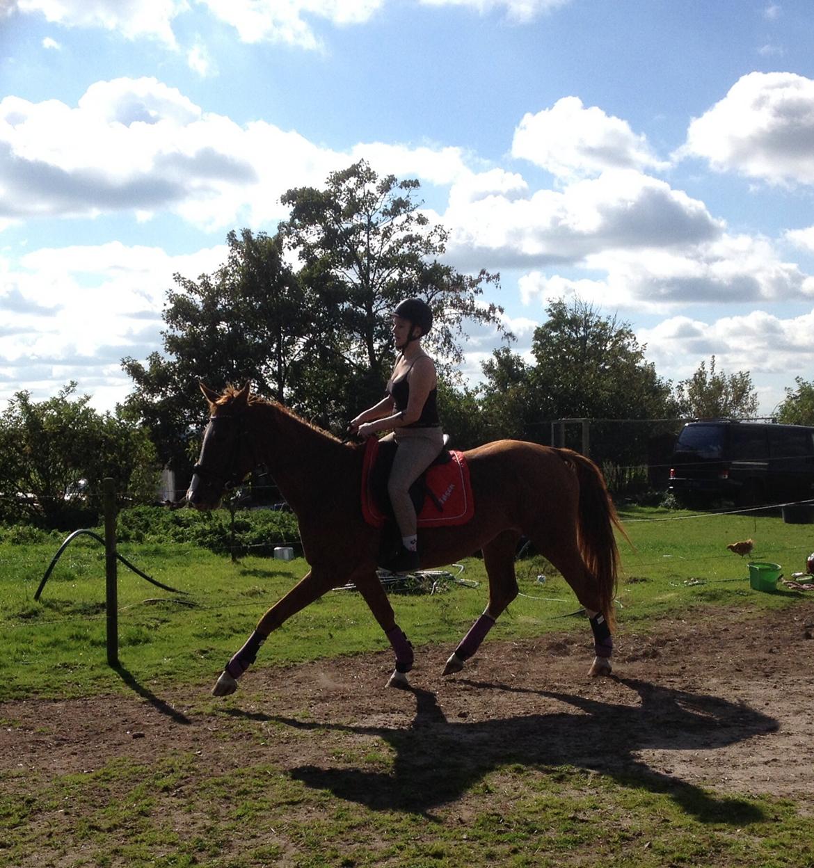 Svensk Varmblod Smorup's Sunshine billede 39