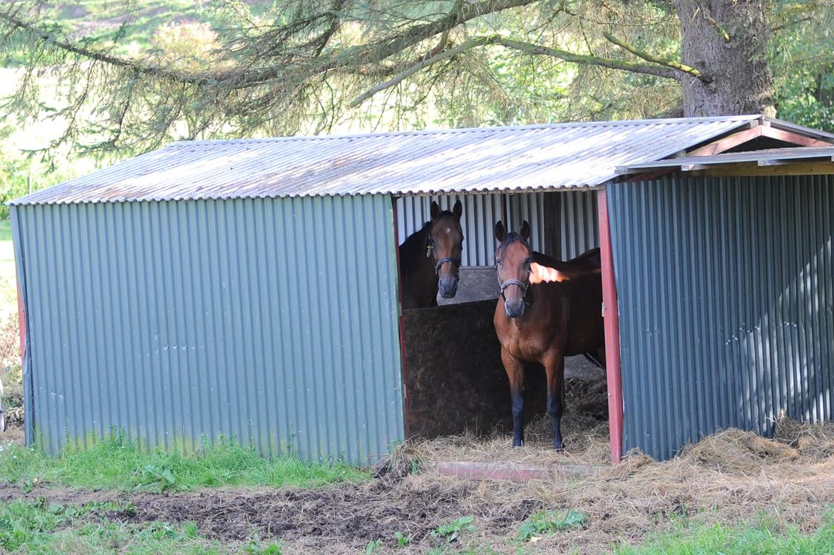 Traver Impact Kronos billede 7