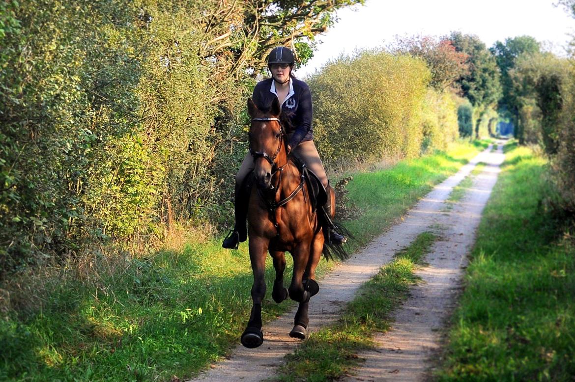 Traver Impact Kronos billede 5