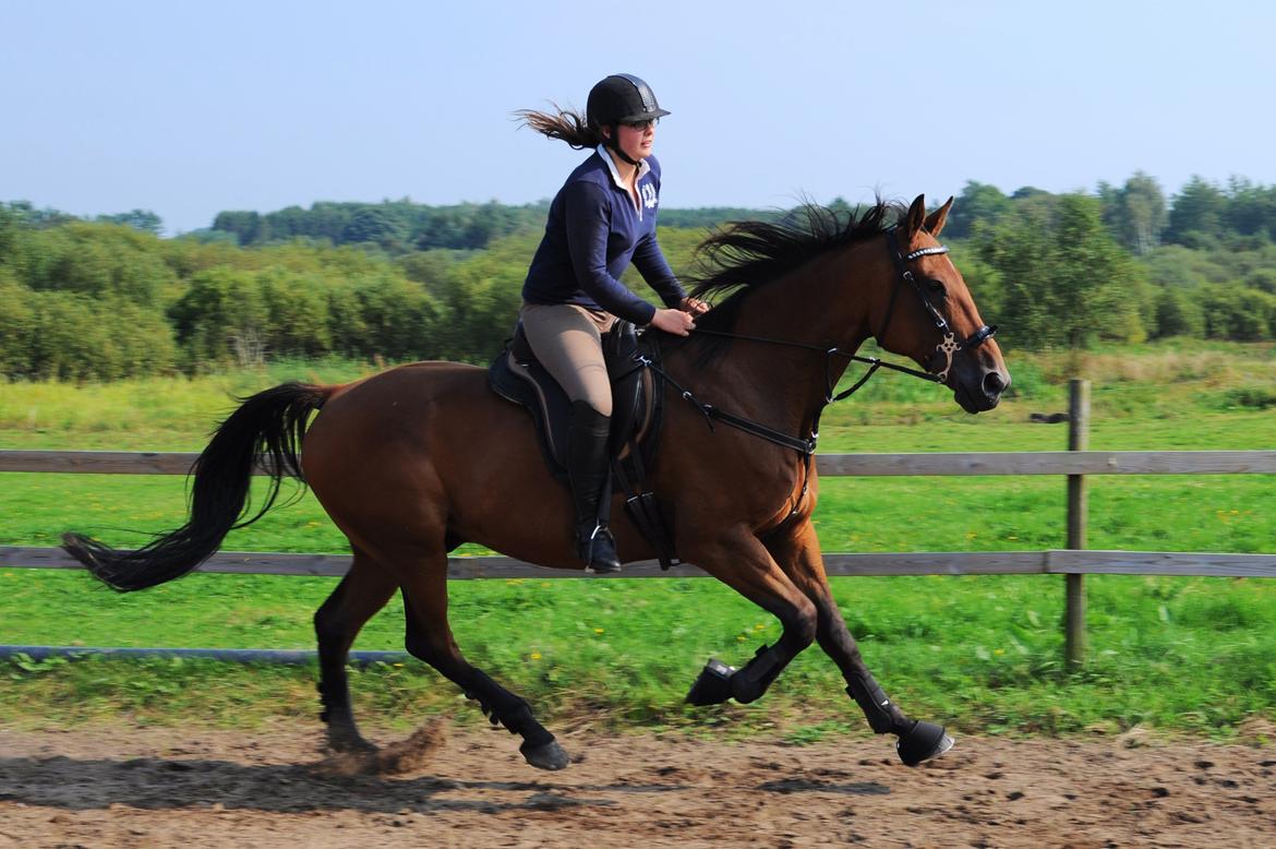 Traver Impact Kronos billede 6