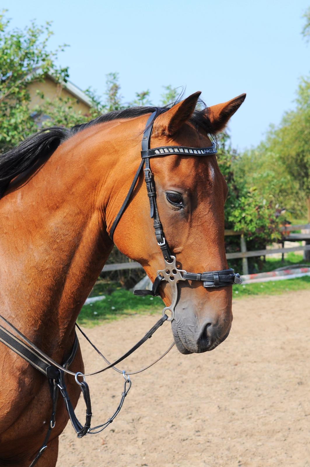 Traver Impact Kronos billede 2