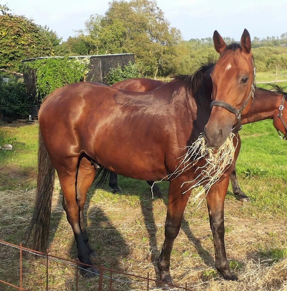 Traver Impact Kronos billede 16