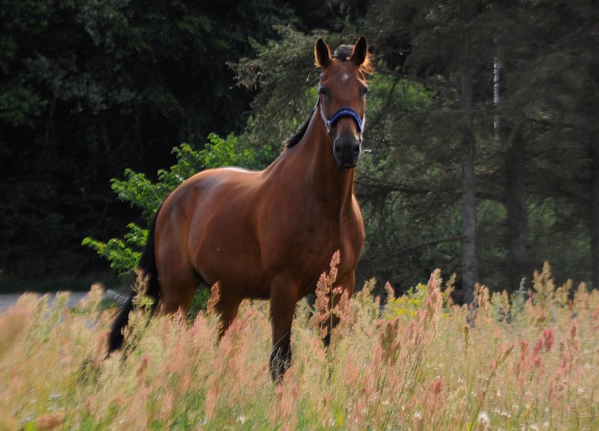 Traver Impact Kronos billede 19